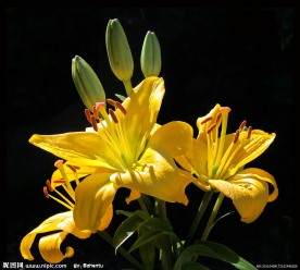 黄色百合花