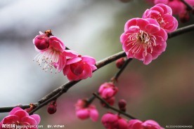 红梅