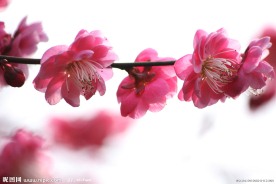 红梅