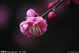 红梅