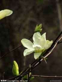 玉兰花 玉兰 黄玉兰 花苞