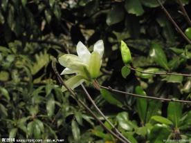 玉兰花 玉兰 黄玉兰 花苞