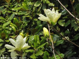 玉兰花 玉兰 黄玉兰 花苞