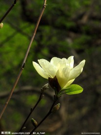 玉兰花 玉兰 黄玉兰