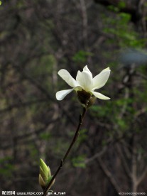 玉兰花 玉兰 黄玉兰