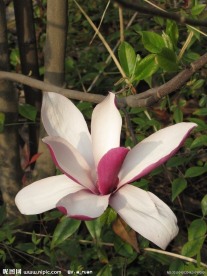 玉兰花 玉兰 红玉兰