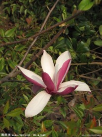 玉兰花 玉兰 红玉兰