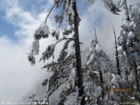 雪压青松