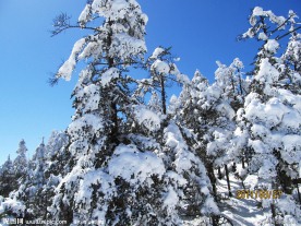 雪压青松