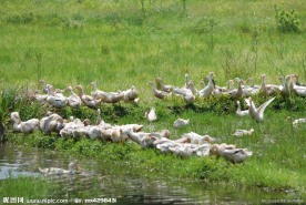 戏嘻鸭群