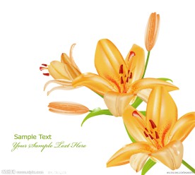 矢量百合花
