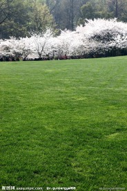 绿色草地上的樱花