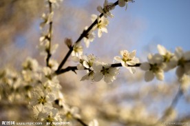 桃花 特写