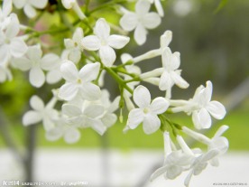 白色花