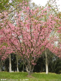 樱花树