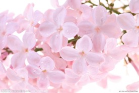 丁香花