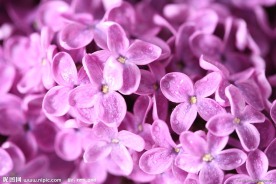 丁香花
