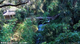 野象谷热带雨林