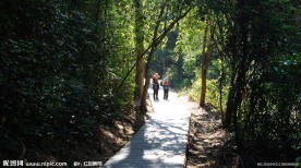 野象谷林荫小路