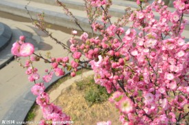 梅花盛开