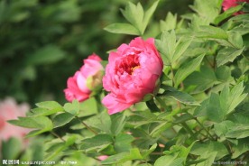 洛阳牡丹花