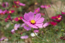 粉红色的花