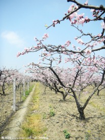 桃花园