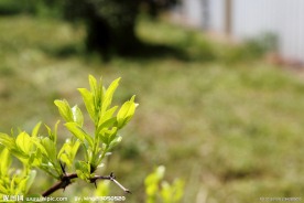 茶树