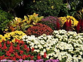 百花争艳