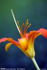 野百合