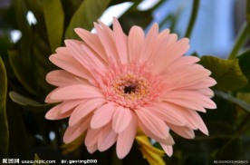 非洲菊
