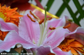 百合花蕊