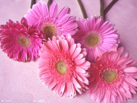 扶郎花