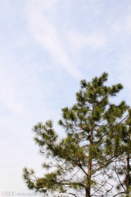 青松挺拔