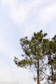 青松挺拔