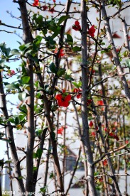 花树