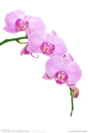 兰花