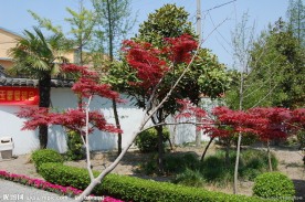 红枫叶