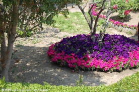 花卉