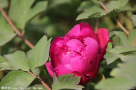 洛阳牡丹花
