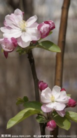 腊梅花开