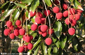荔枝