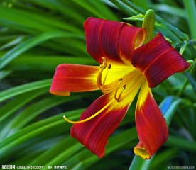 红色百合花