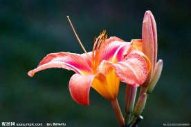 粉红百合花