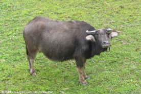 田间水牛