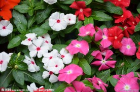 长春花