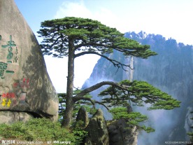 黄山奇松