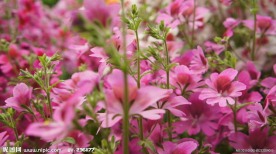 小花
