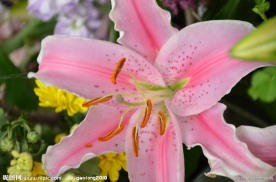 百合花蕊