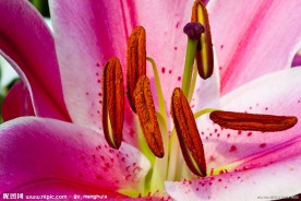 花蕊